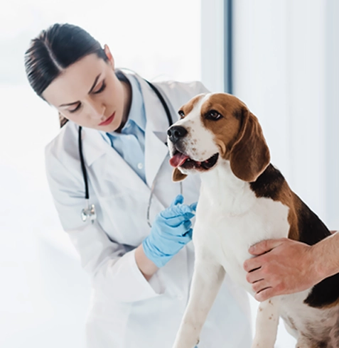 Gülbahçe Veteriner